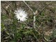 Lilla/Villa Tasman Highway, Bicheno TAS 7215