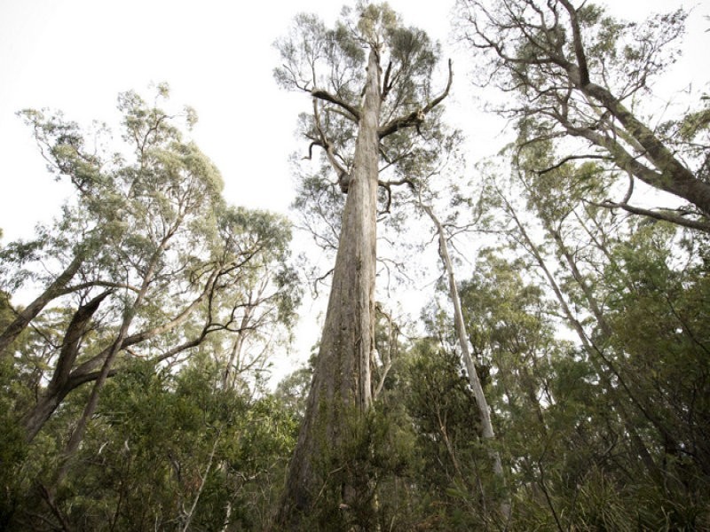 Prossers Road, Nunamara TAS 7259