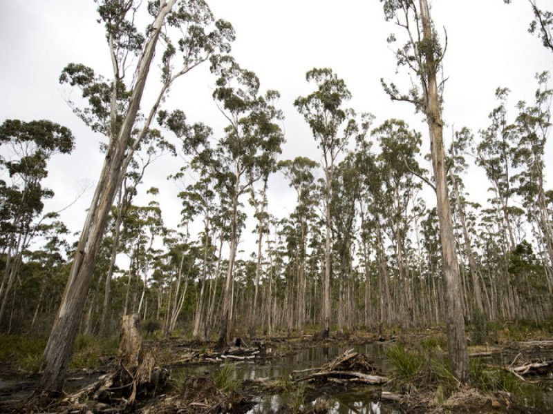 Prossers Road, Nunamara TAS 7259