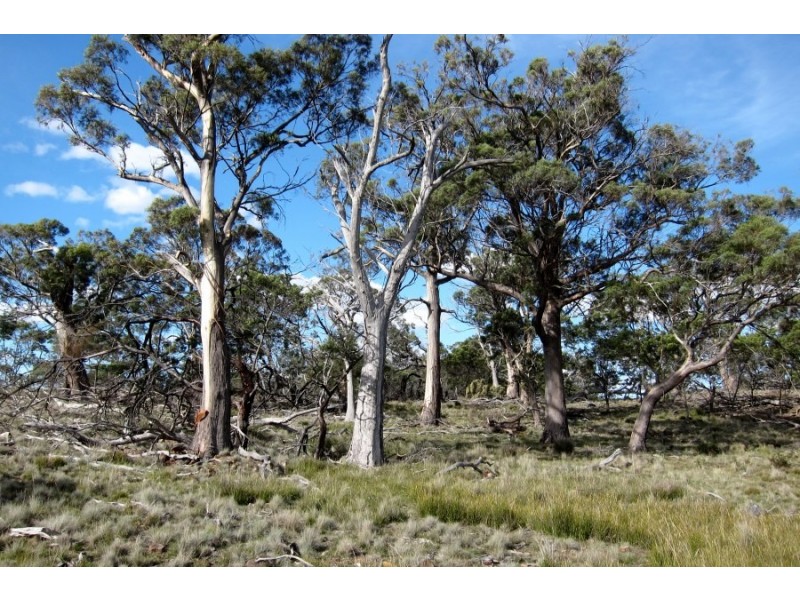 Bluemans Run, Swansea TAS 7190