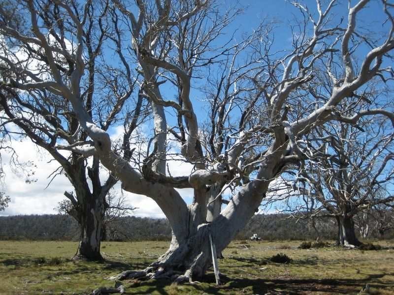 123H Tods Corner Road, Miena TAS 7030