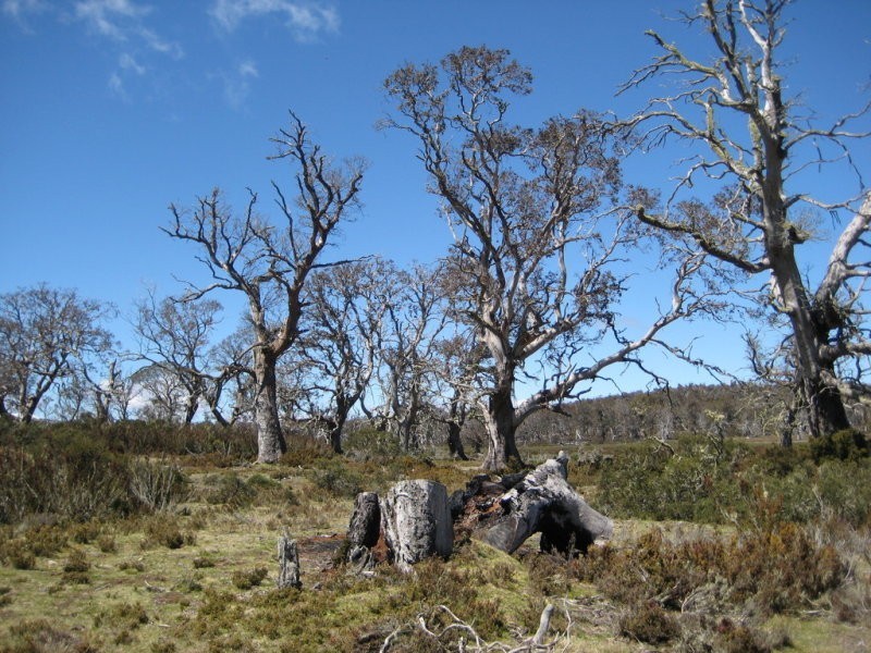 123H/ Tods Corner Road, Miena TAS 7030