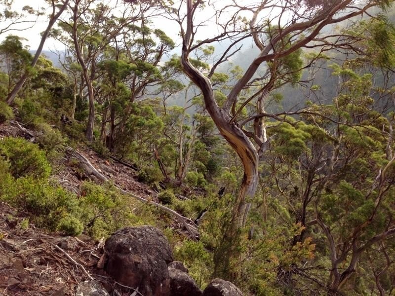 Green Tier Creek Swanston Road, Swanston TAS 7120