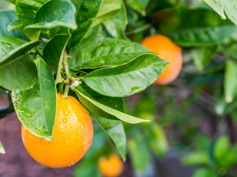 4 Dion Place, Coolbellup WA 6163