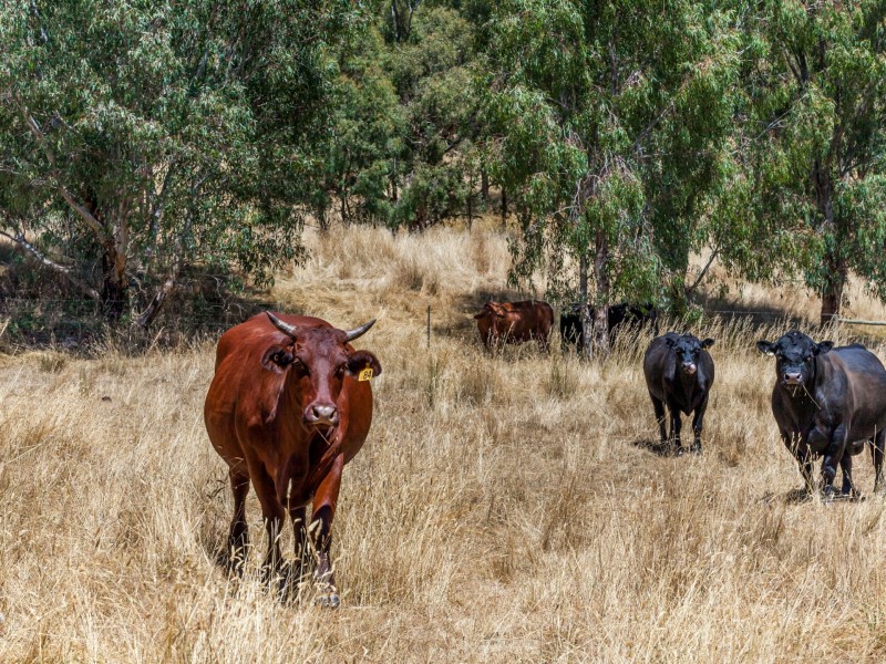29 Brysons Lane, Strath Creek VIC 3658