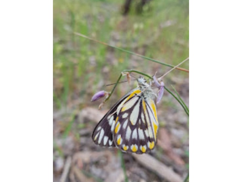 Lot 10H Chapmans Road, Pyalong VIC 3521