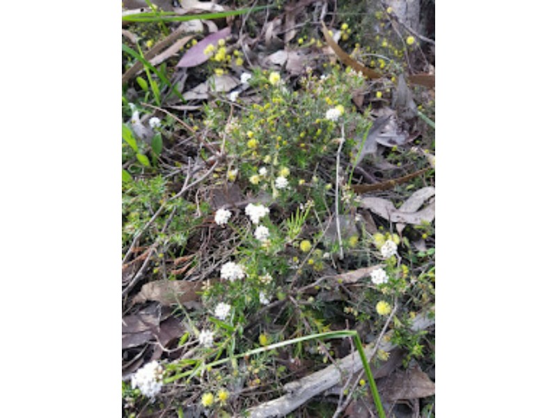 Lot 10H Chapmans Road, Pyalong VIC 3521