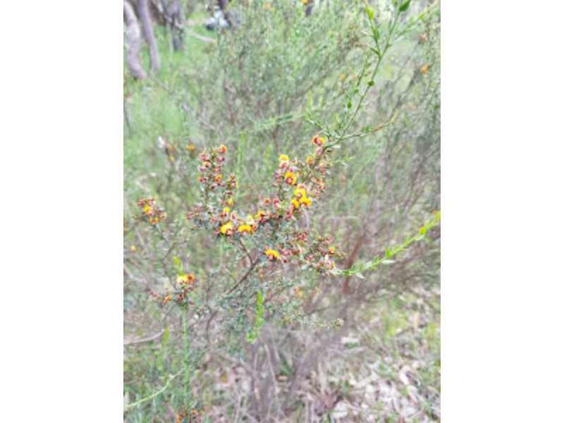 Lot 10H Chapmans Road, Pyalong VIC 3521