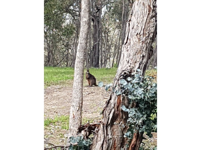 Lot 10H Chapmans Road, Pyalong VIC 3521