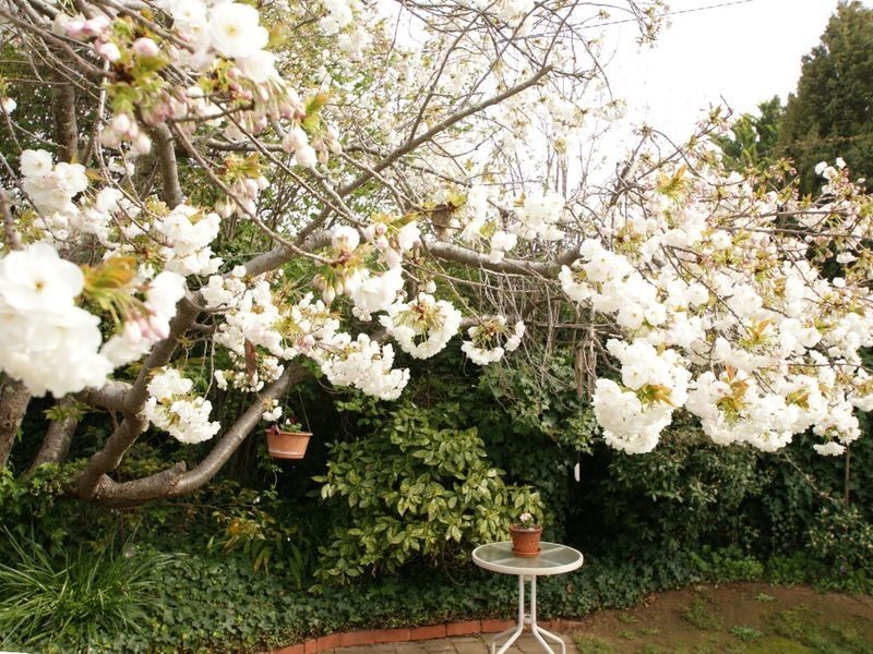 3 Maund Place, Macgregor ACT 2615