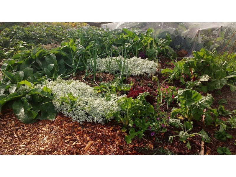 3 Cooney Court, Charnwood ACT 2615