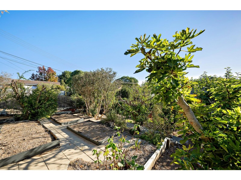 5 Coutie Place, Macgregor ACT 2615