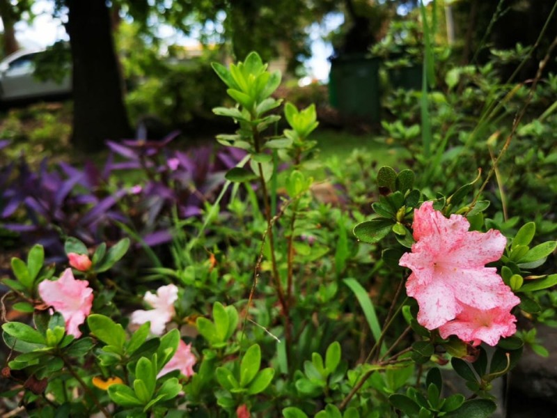 8 Bloomsbury Ave, Pymble NSW 2073