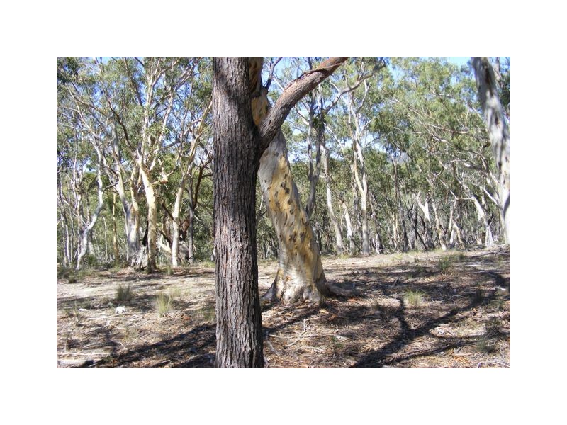 99 Carters Close, Greenwich Park NSW 2580