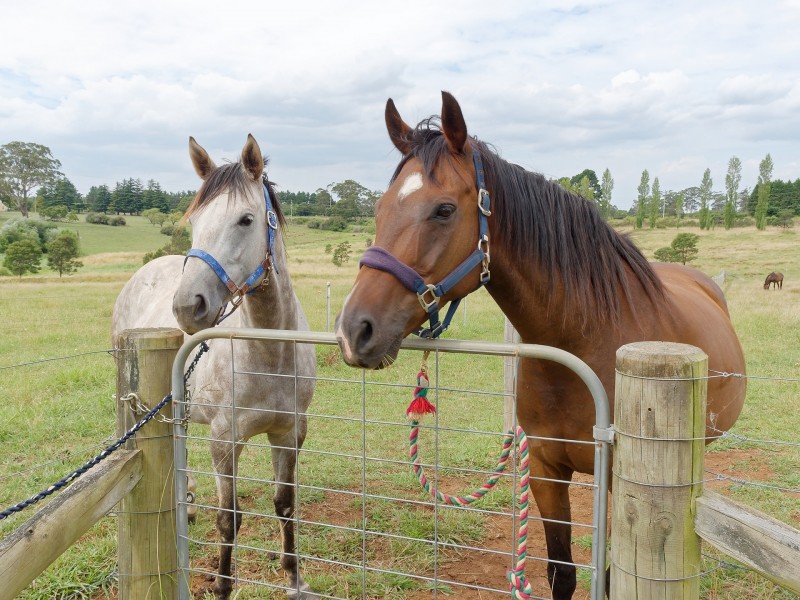 222 Bundanoon Road, Exeter NSW 2579