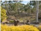 477 Mulwaree Drive, Tallong NSW 2579