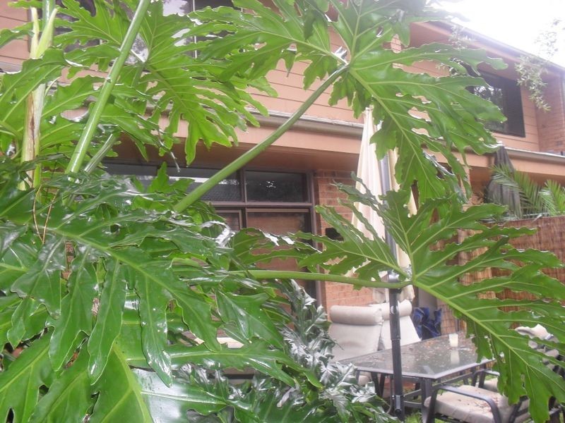 10/15 Busaco Road, Marsfield NSW 2122