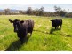 43 Drumkeen Lane, Portland NSW 2847