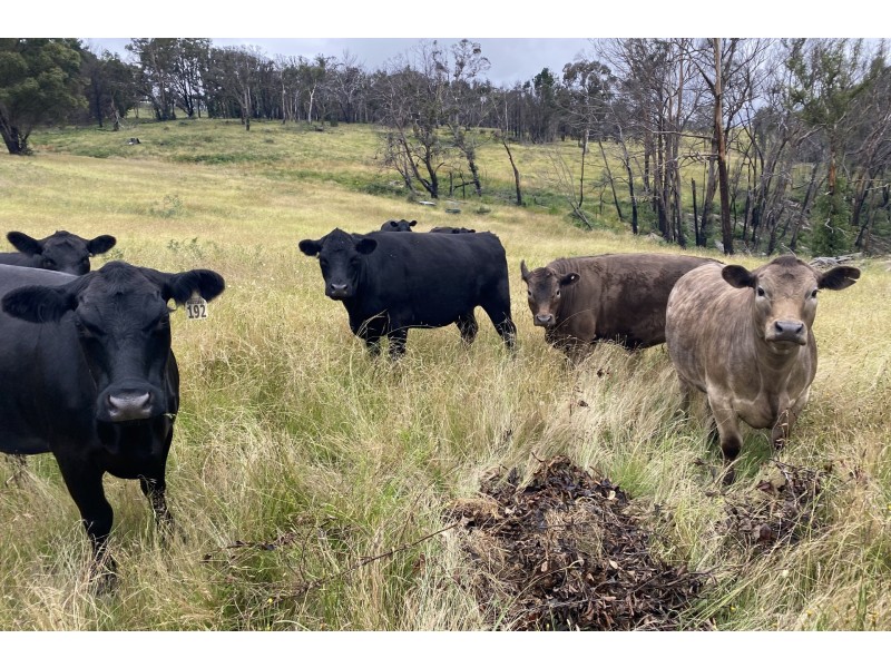 5964 Castlereagh Highway, Running Stream NSW 2850