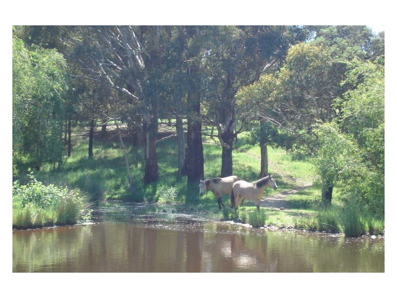 1466 Sunny Corner Road, Meadow Flat NSW 2795