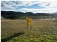 Lot 203 Eucalypt Place, South Bowenfels NSW 2790