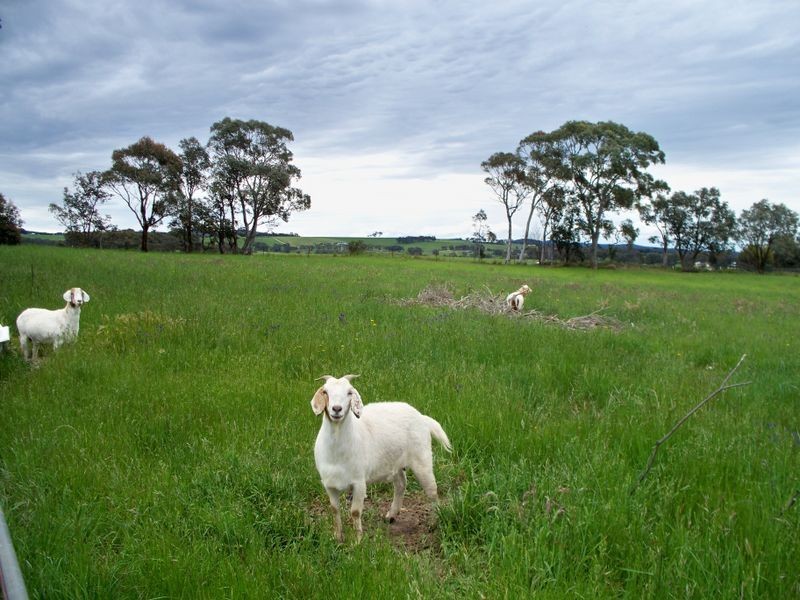 795 Range Road, Pipers Flat NSW 2847