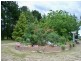 795 Range Road, Pipers Flat NSW 2847