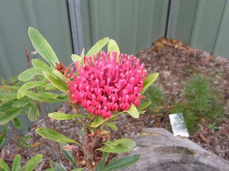 7 Roy Street, Lithgow NSW 2790