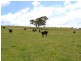 Lot 6 Back Cullen Road, Portland NSW 2847