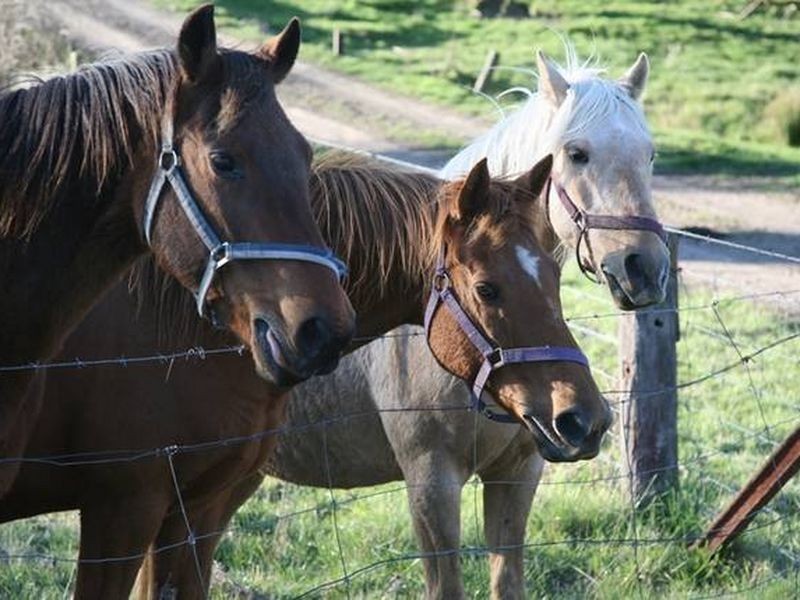 1 Old Rydal Road, Wallerawang NSW 2845