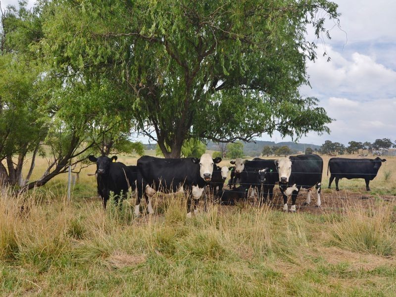 Lot 202 Back Cullen Road, Portland NSW 2847