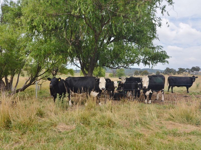 Lot 202 Back Cullen Road, Portland NSW 2847