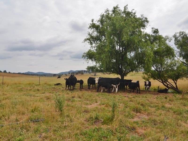 Lot 202 Back Cullen Road, Portland NSW 2847