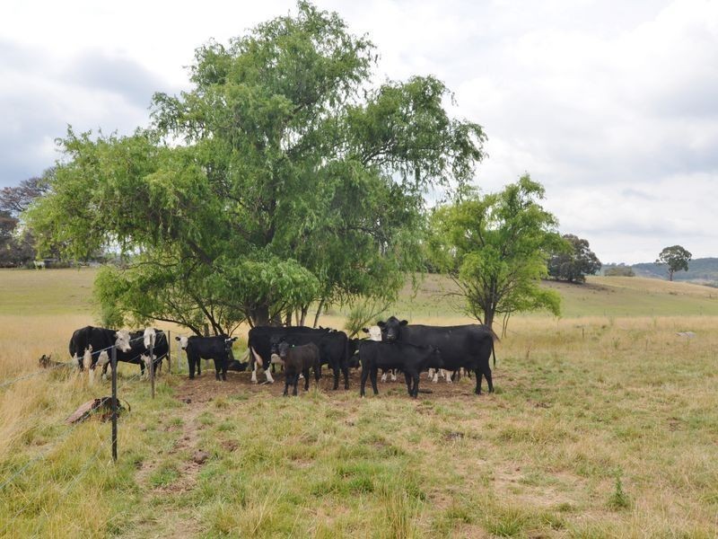 Lot 202 Back Cullen Road, Portland NSW 2847