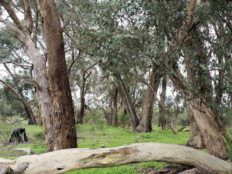 Lot 6 Warrowitue-Forest Rd, Heathcote VIC 3523