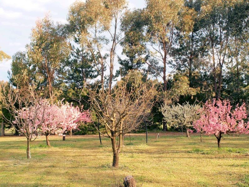 136 Hilda Drive, Ravenswood VIC 3453