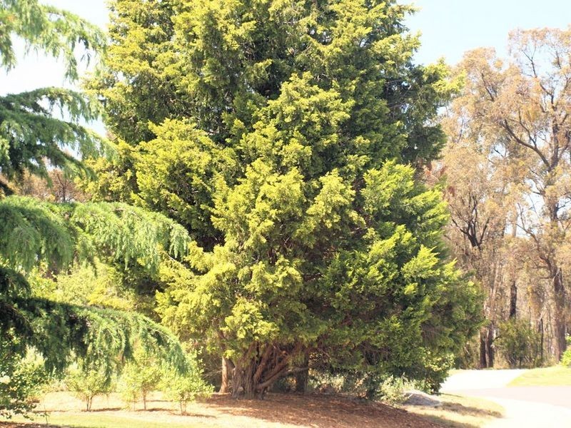 3 Snow Gum Court, Strathdale VIC 3550