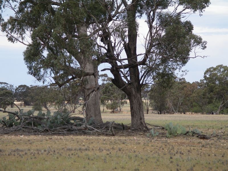 1/ Korong Vale Wychitella Road, Berrimal VIC 3518