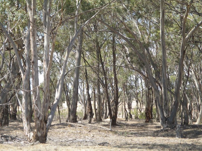 9B-9D Borung Woolshed Flat Road, Borung VIC 3518