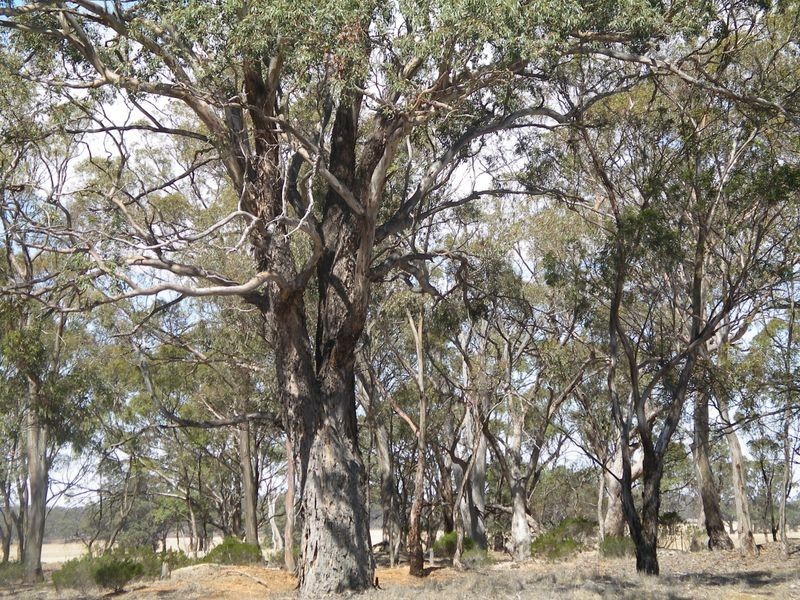 9B-9D Borung Woolshed Flat Road, Borung VIC 3518