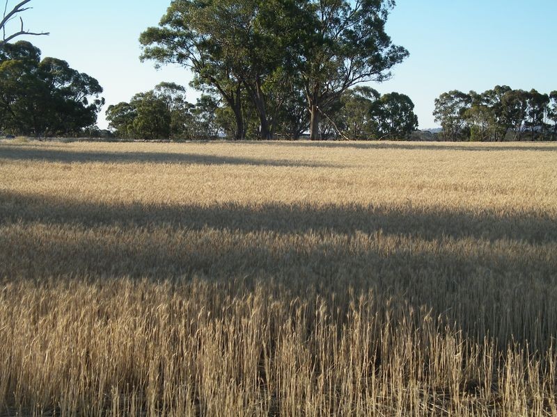 Lot 2 2000 Keoghs Lane, Rheola VIC 3517