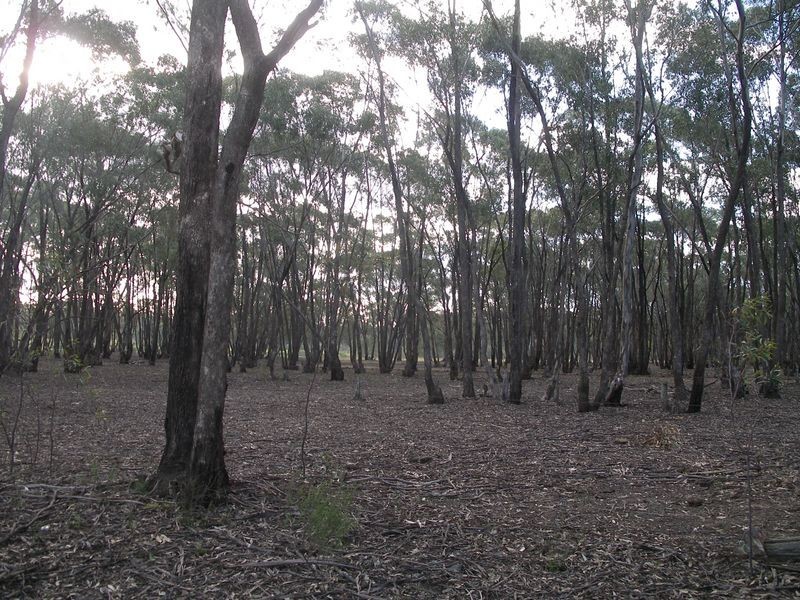 Lot 57 Epsom / Wellsford Road, Epsom VIC 3551