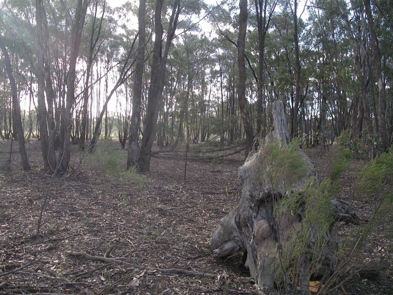 Lot 57 Epsom / Wellsford Road, Epsom VIC 3551