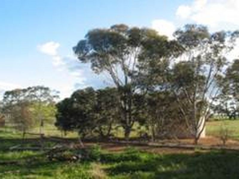 Lot 1 & 2 Webster Street, Wycheproof VIC 3527