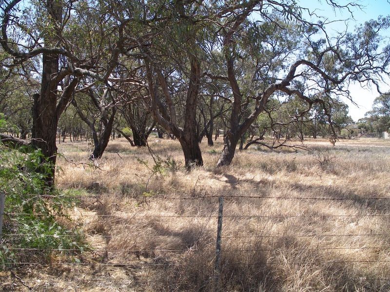 Lot 1 & 2 Webster Street, Wycheproof VIC 3527