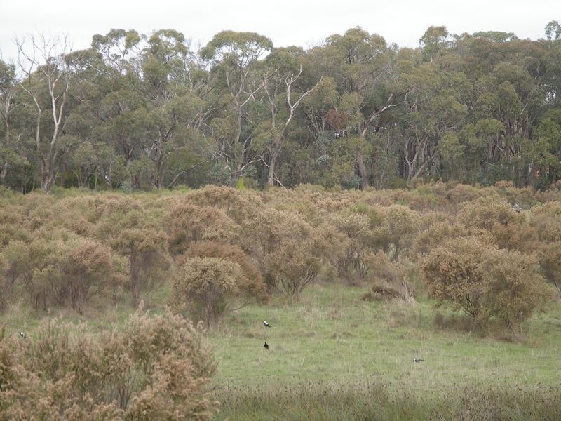 Lot 2 Swifts Lane, Elphinstone VIC 3448