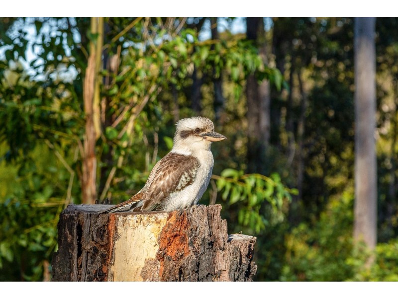 3 Currawong Crescent, Malua Bay NSW 2536