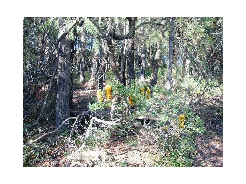 Lot 24 Jeremadra Road, Mogo NSW 2536