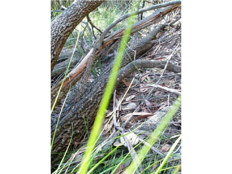 Lot 24 Jeremadra Road, Mogo NSW 2536