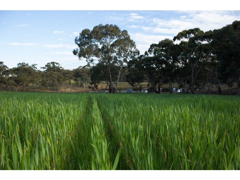 65 Muanu Road Spring Gully, Clare SA 5453